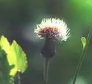 燕燕馄饨摆摊记